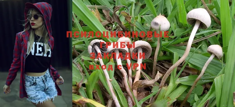 Псилоцибиновые грибы Psilocybe Далматово